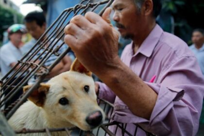 China Dog Meat Market