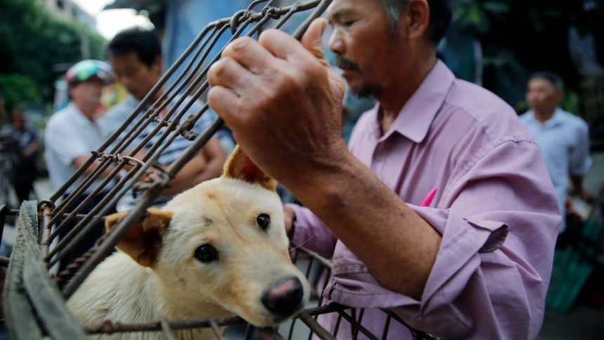 China Dog Meat Market